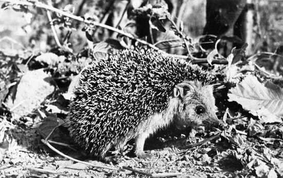HEDGEHOG