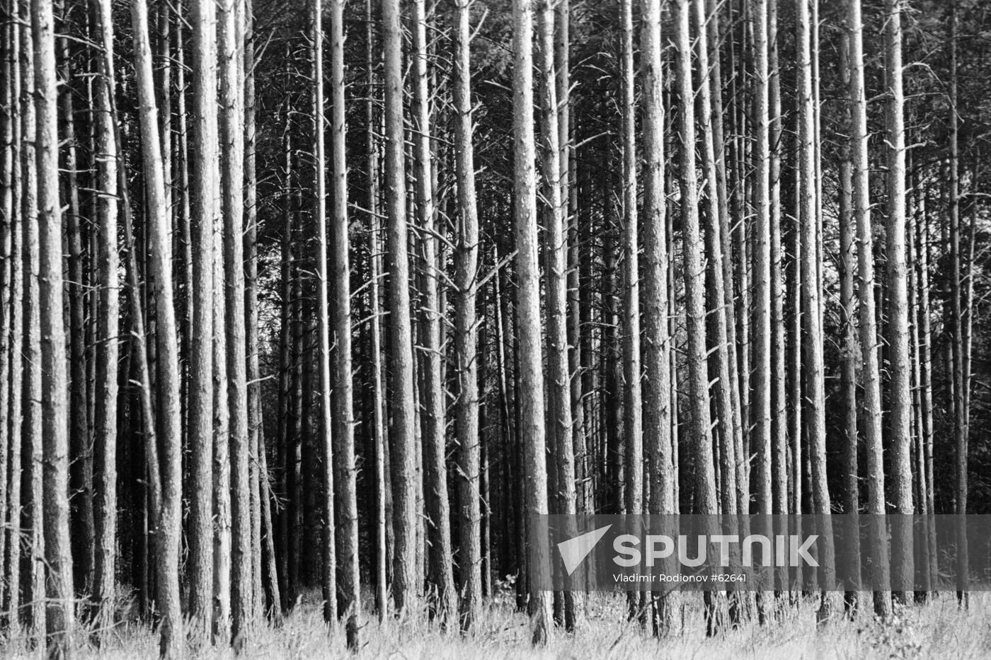 PINES BRYANSK FOREST