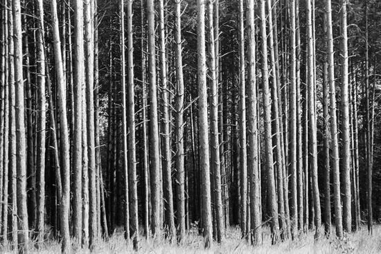 PINES BRYANSK FOREST