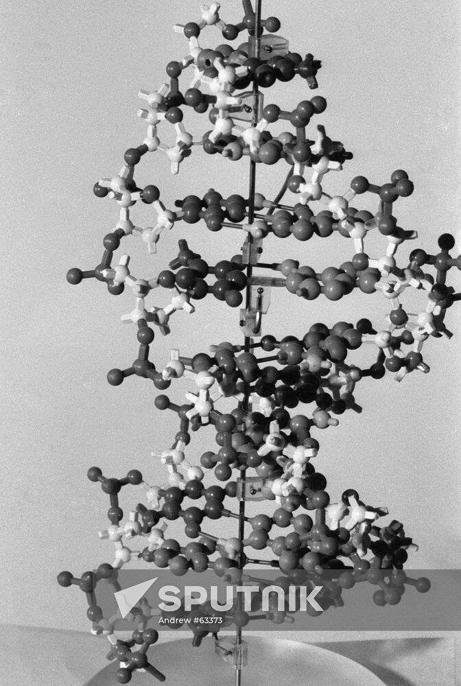 MODEL MOLECULAR DNA
