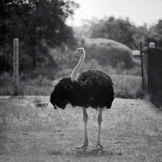 ASKANIA NOVA AFRICAN OSTRICH