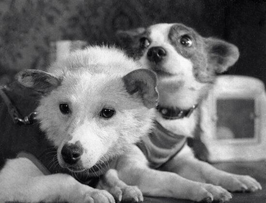 DOGS BELKA STRELKA SPACE 