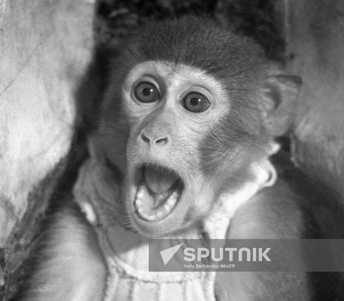 MONKEY SPACE RESEARCH
