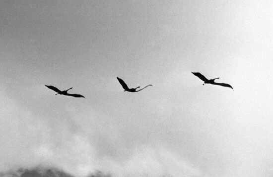 CRANES