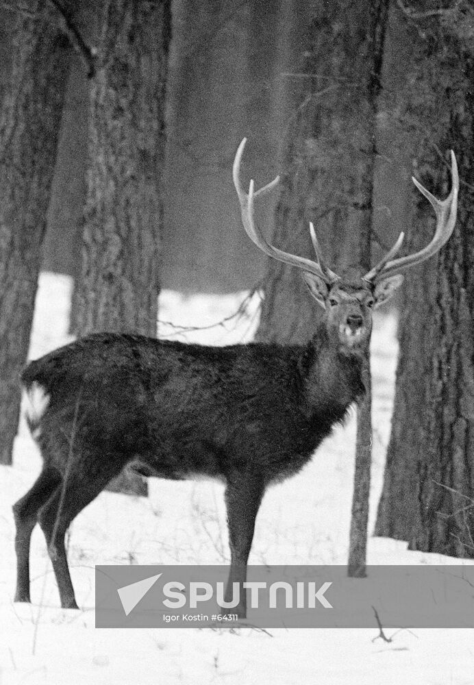 DEER