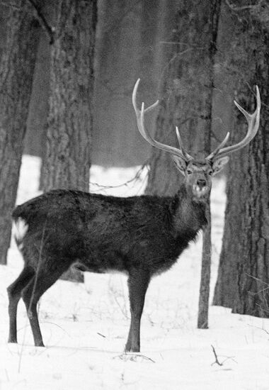 DEER
