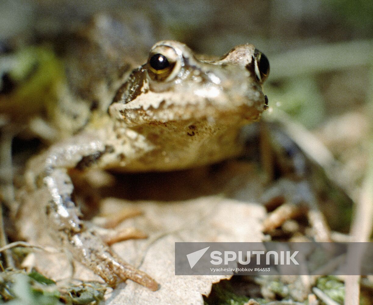 FROG RESERVE