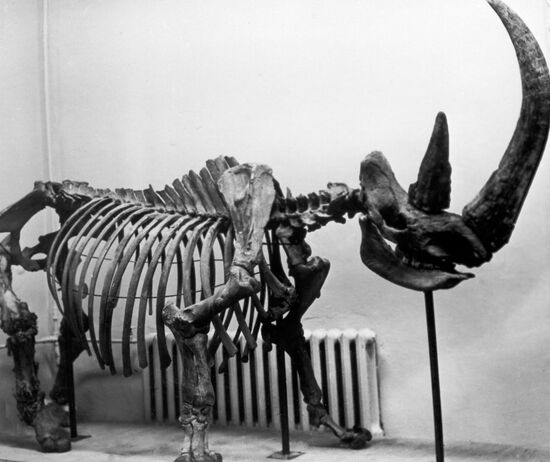 CARCASS OF A WOOLY RHINOCEROS