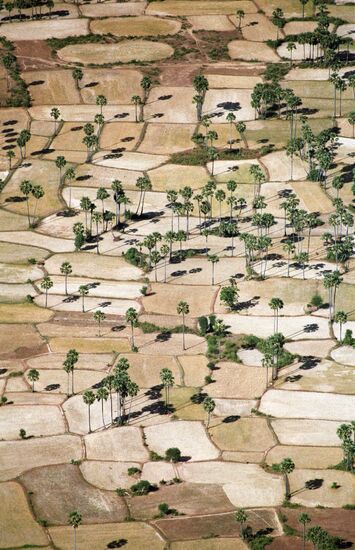 PALMS RICE FIELDS