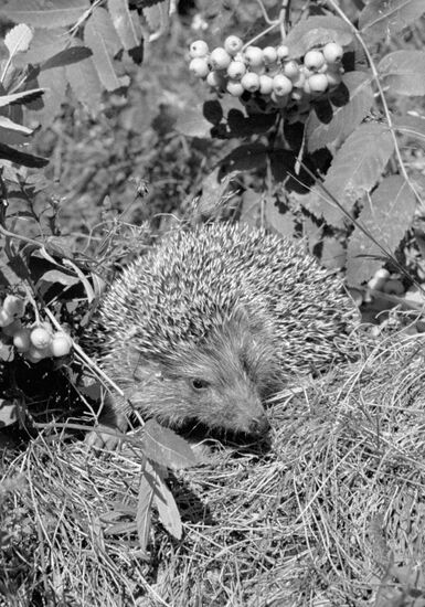 HEDGEHOG