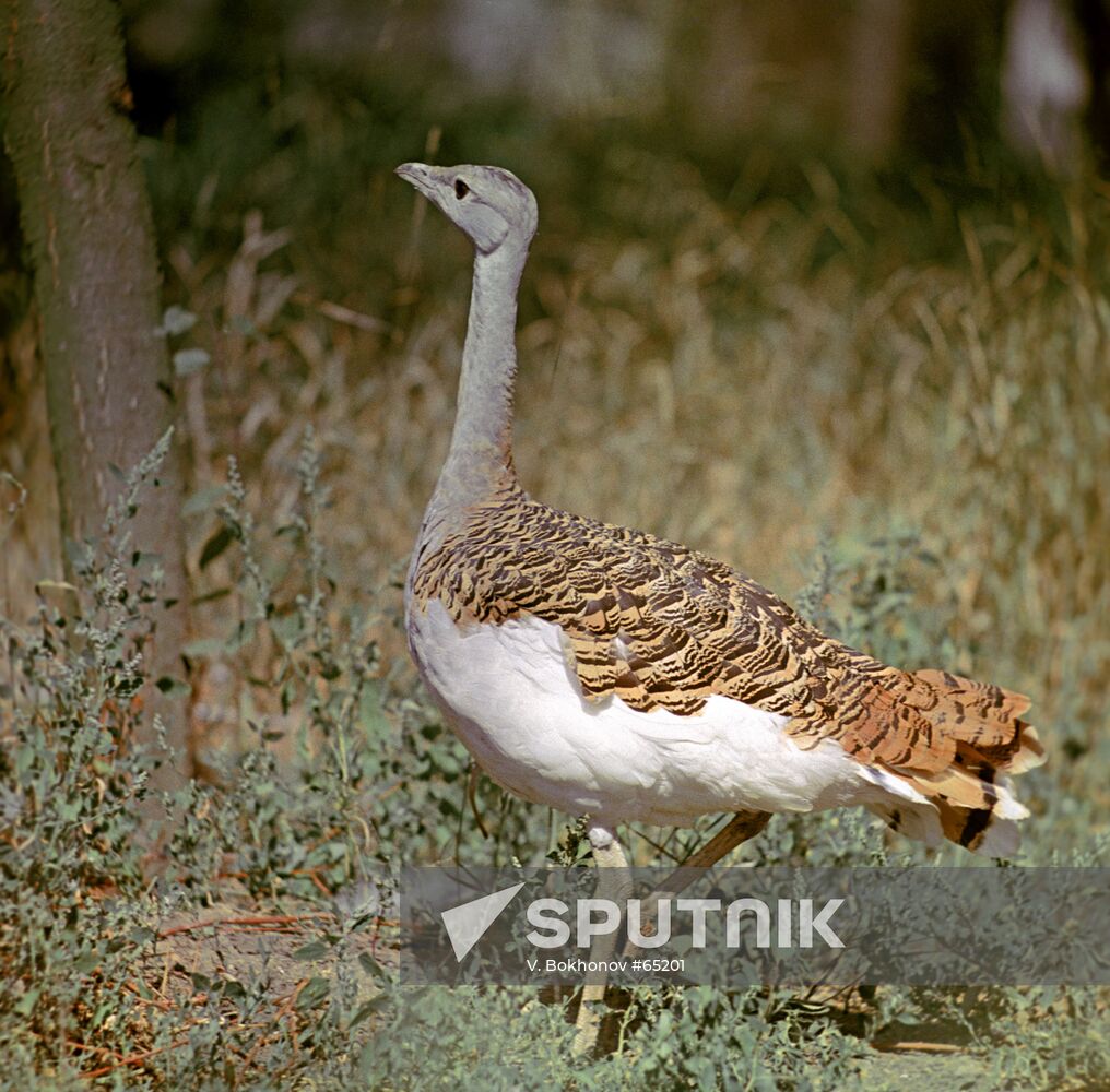 BUSTARD