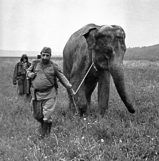 MKRTCHYAN FILM SOLDIER AND ELEPHANT 