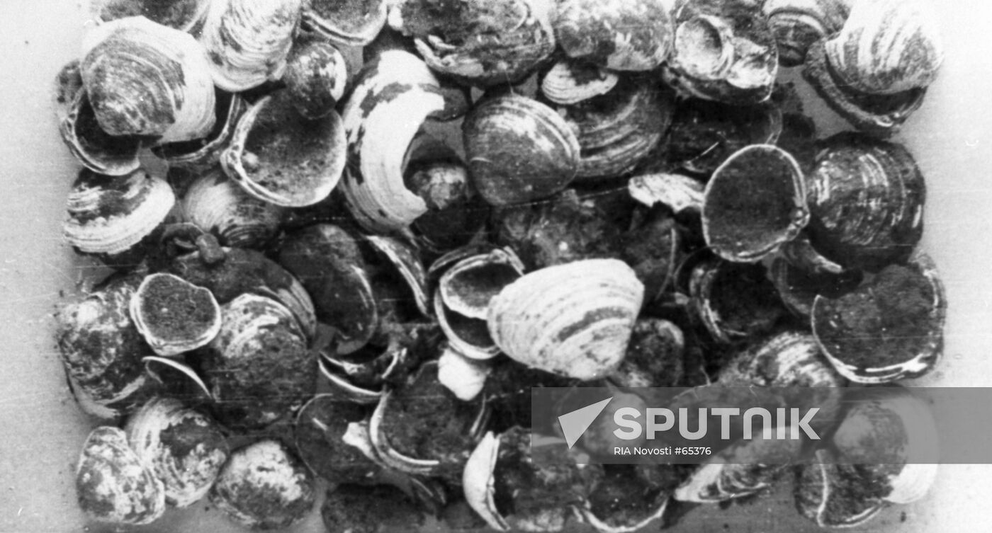 SHELLS