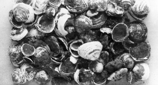 SHELLS