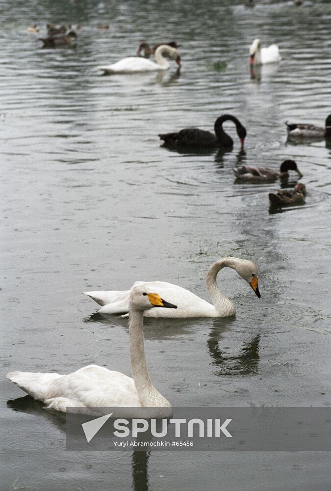 SWANS 