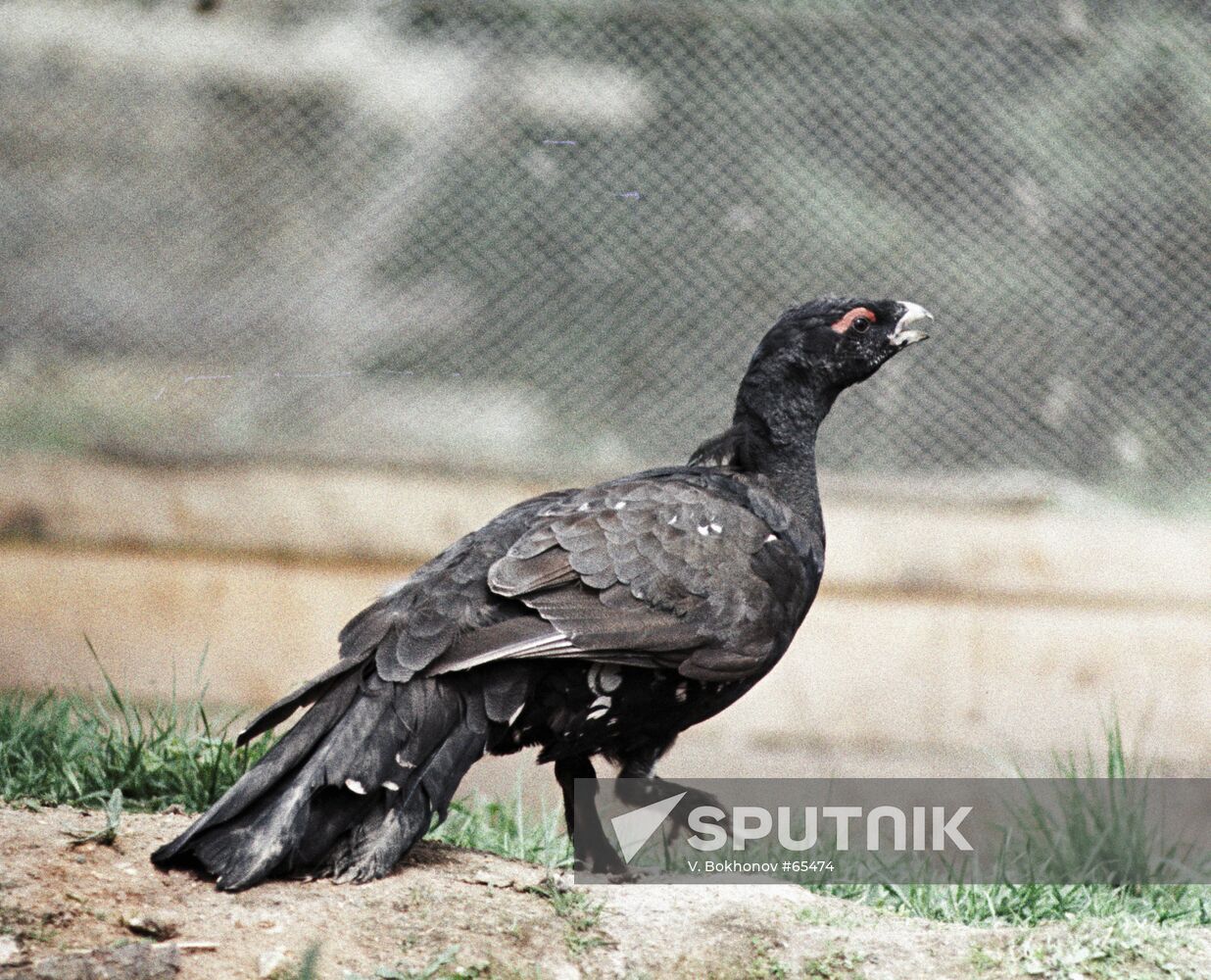WOOD GROUSE RESERVE