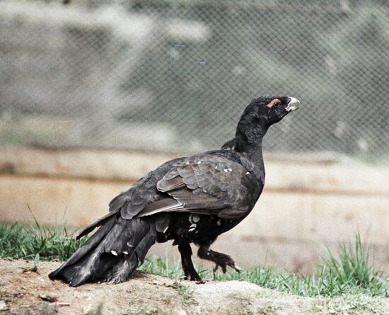 WOOD GROUSE RESERVE