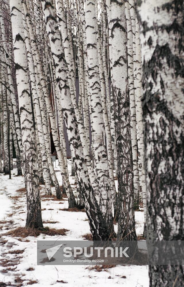BIRCHES SNOW