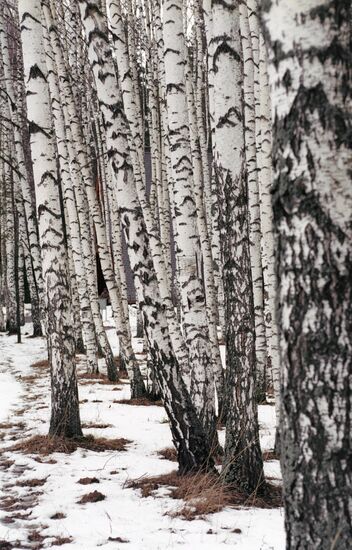 BIRCHES SNOW