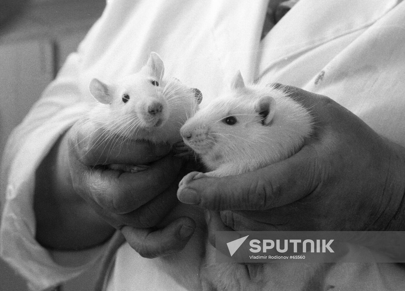 RATS BIOSATELLITE FLIGHT KOSMOS-1667