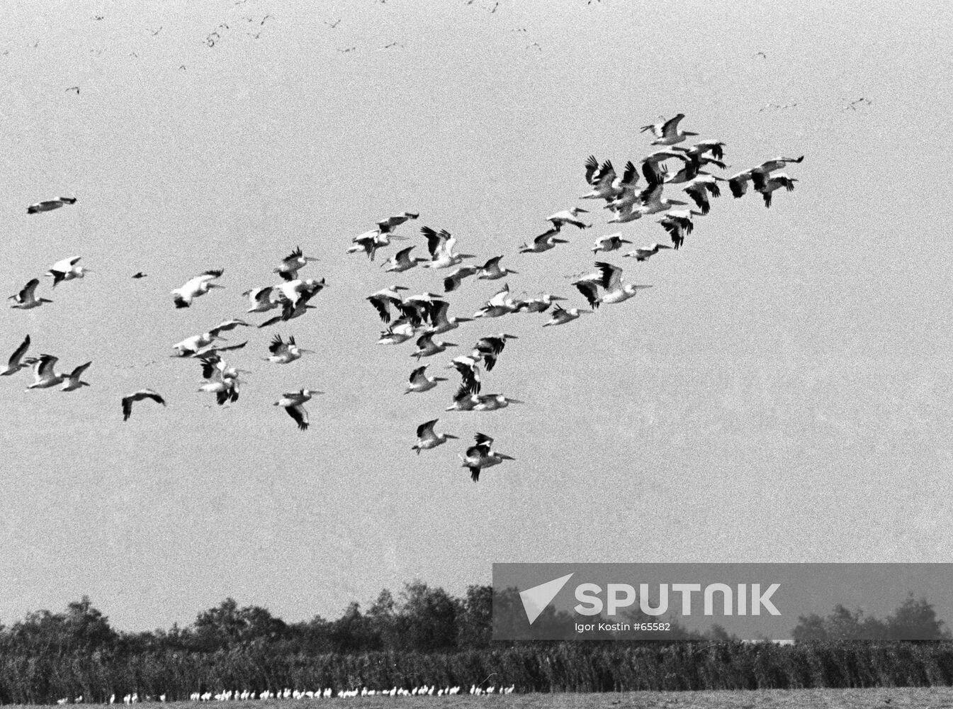 FLOCK PINK PELICANS