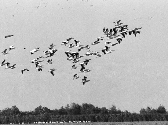 FLOCK PINK PELICANS