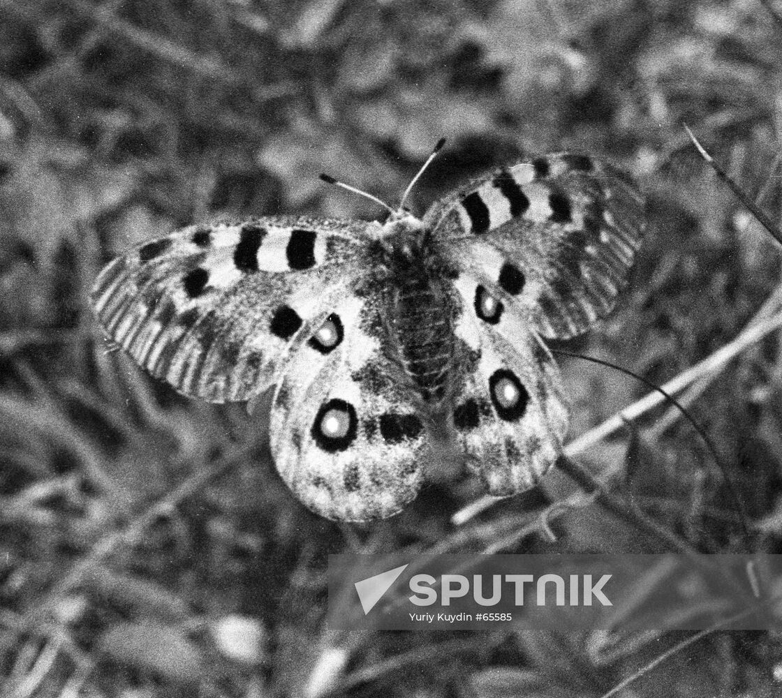 MOUNTAIN BUTTERFLY ALMA-ATA NATURE RESERVE