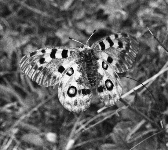 MOUNTAIN BUTTERFLY ALMA-ATA NATURE RESERVE