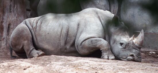 RHINOCEROS