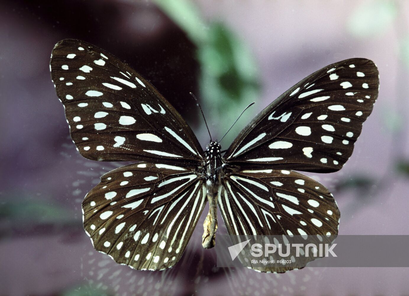 TROPICAL BUTTERFLIES DANAE
