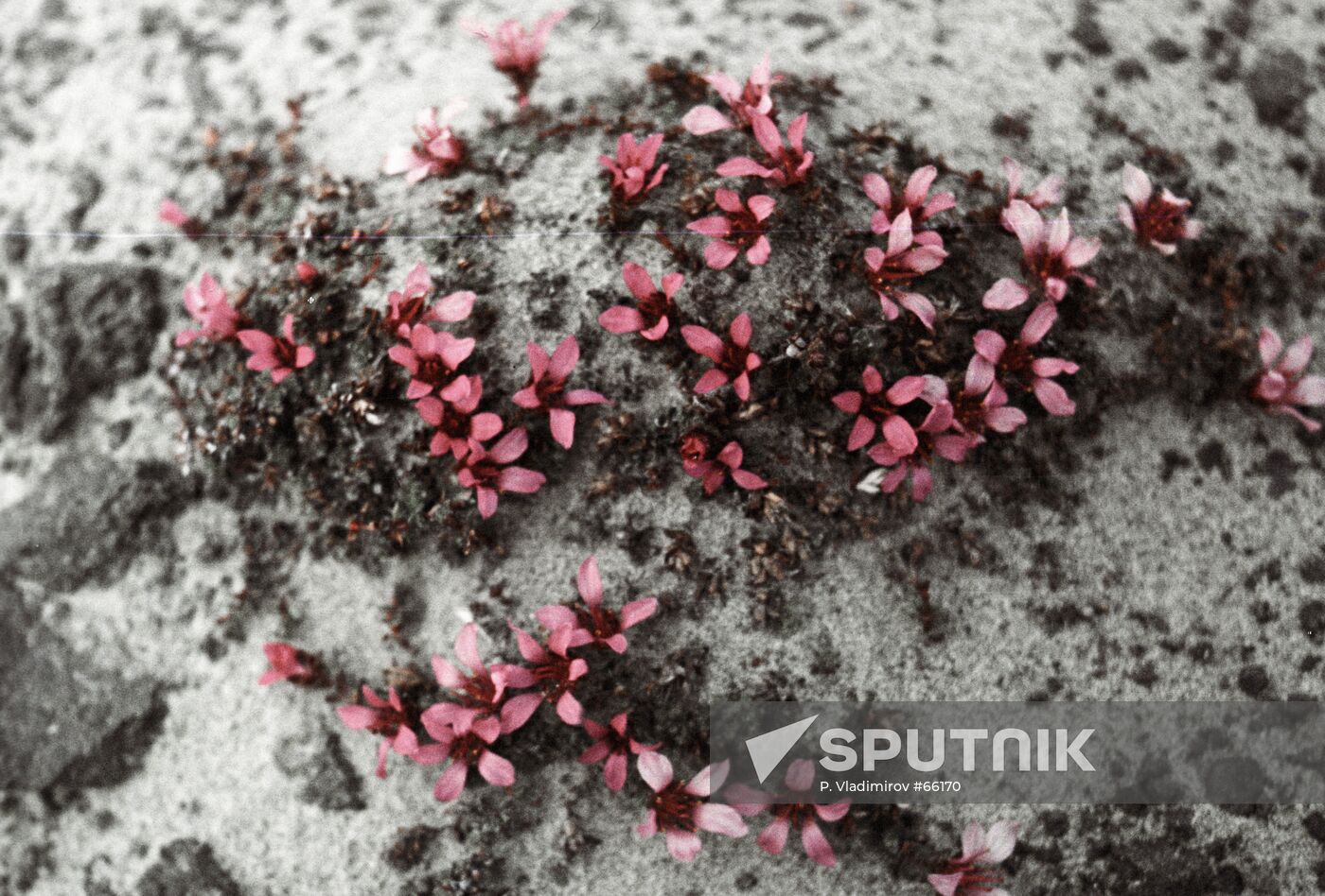 FLOWERS ARCTIC
