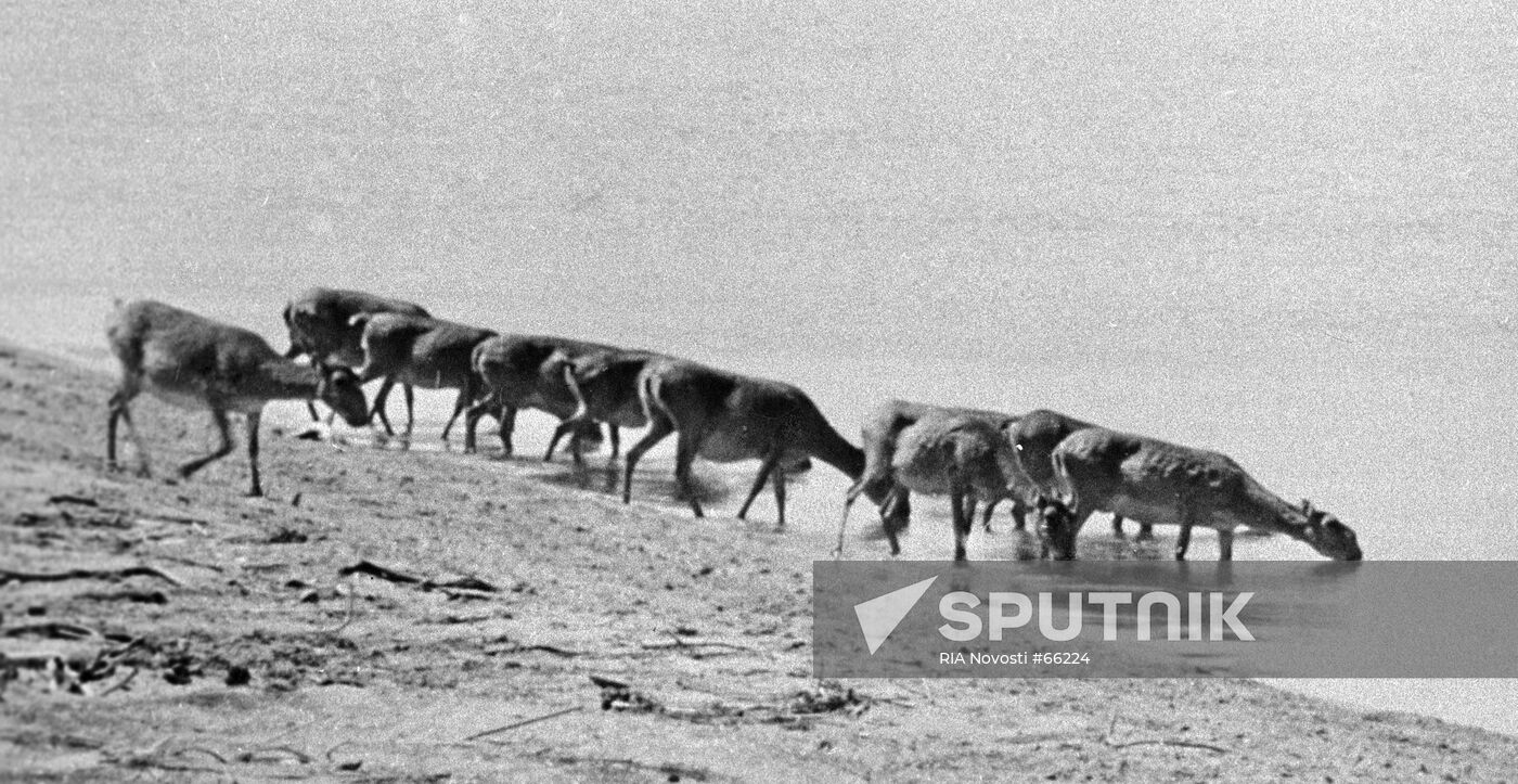 SAIGAS