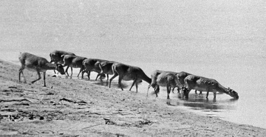 SAIGAS