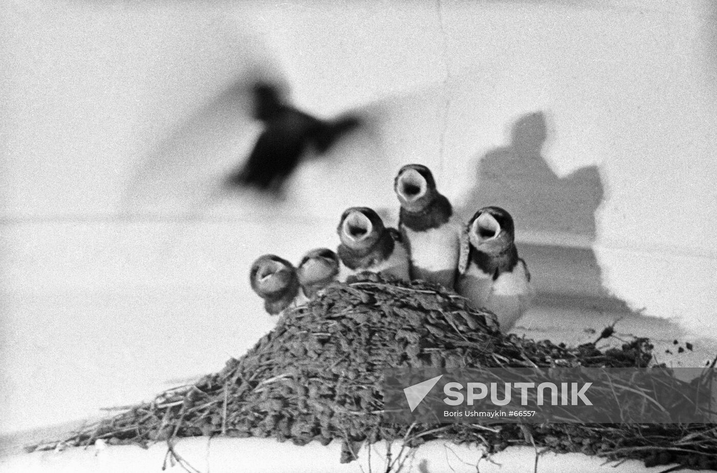 NESTLINGS SWALLOW RESERVE