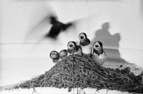 NESTLINGS SWALLOW RESERVE
