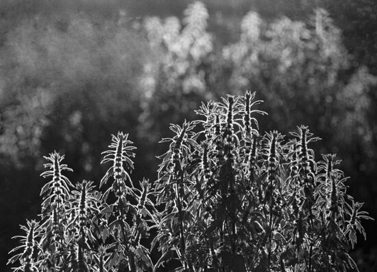 EXOTIC SHRUBS LENINGRAD REGION 