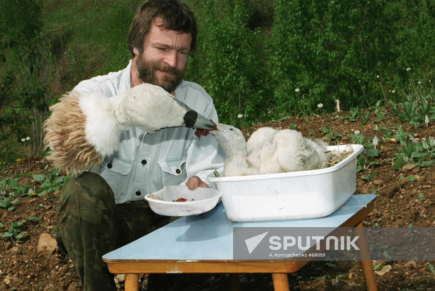 HIMALAYAN GRIFFON NESTLING FEEDING