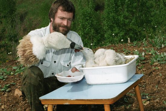 HIMALAYAN GRIFFON NESTLING FEEDING