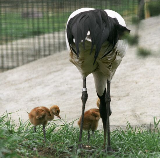CRANE NESTLINGS