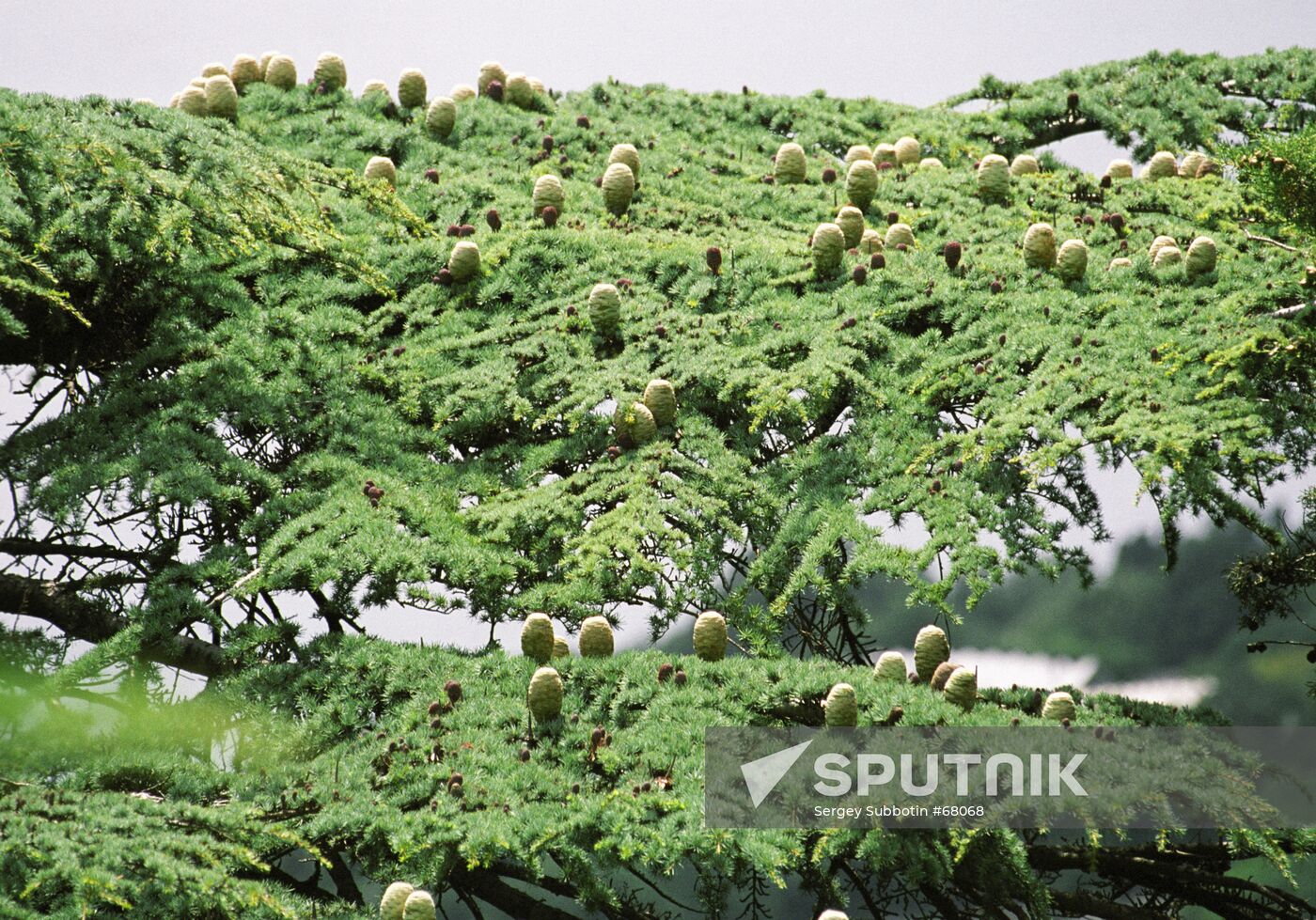 ATLANTIC CEDAR