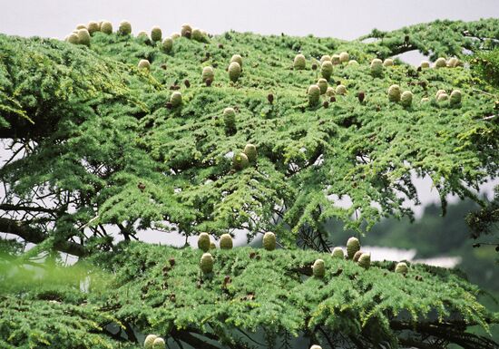 ATLANTIC CEDAR
