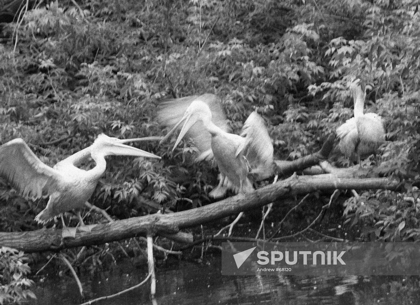 PELICANS