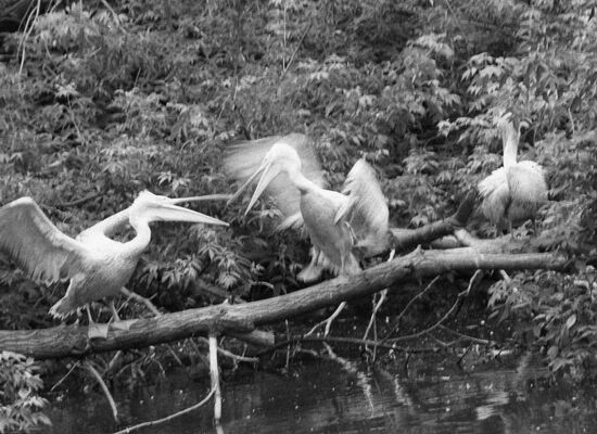 PELICANS