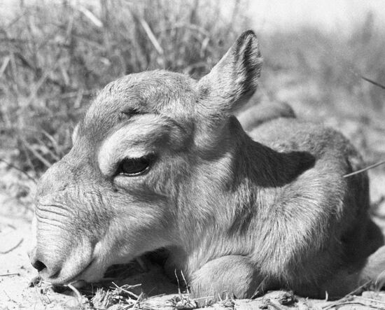 SAIGA