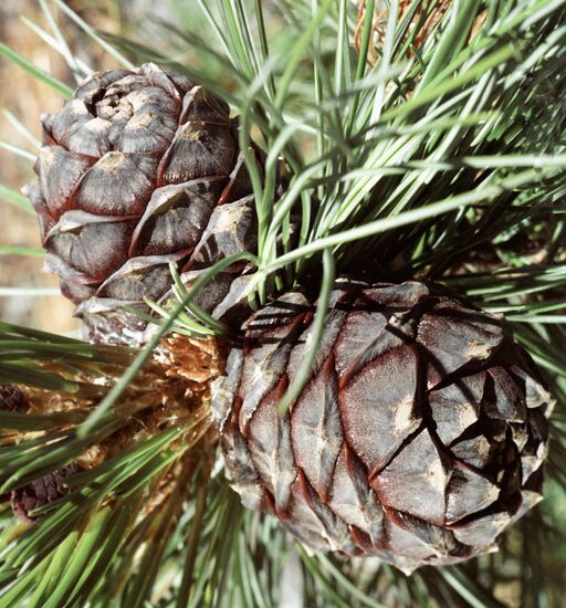 CONES CEDAR