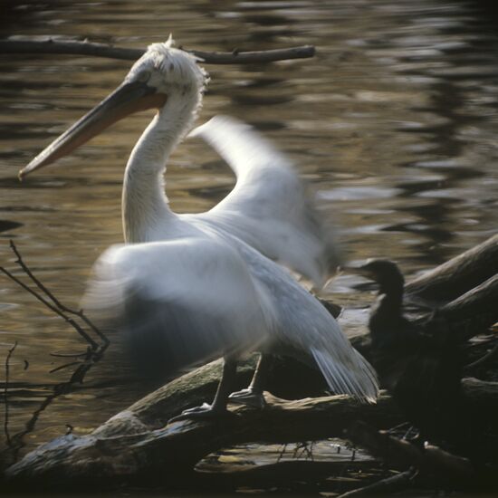 Pelican from Moscow zoo