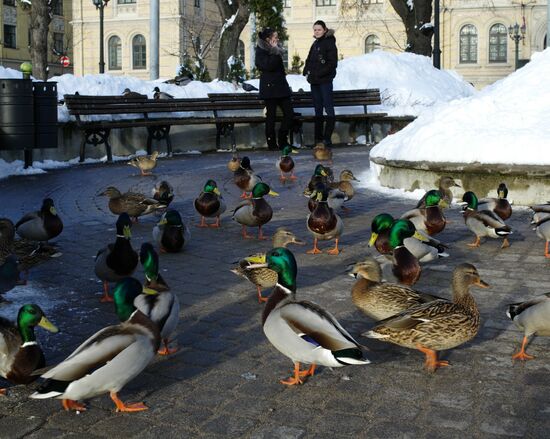 Ducks at public garden of Raina Avenue in Riga