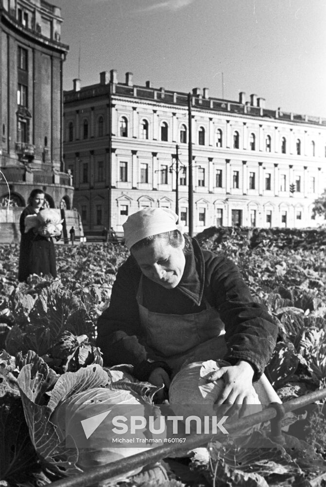 Cabbage grown on the square beside Saint Isaac's Cathedral