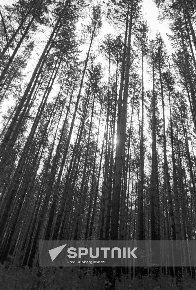Forest