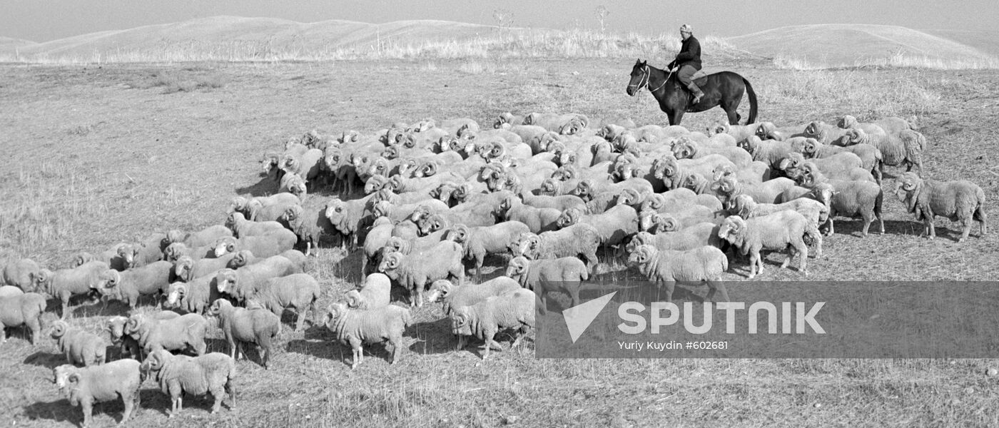 "Kuyuk" pedigree sheep breeding factory in Kazakhstan